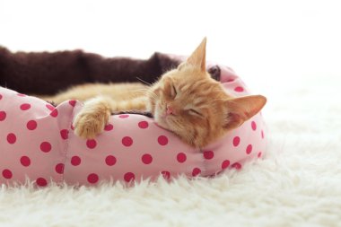 Yatakta uyuyan kedi yavrusu
