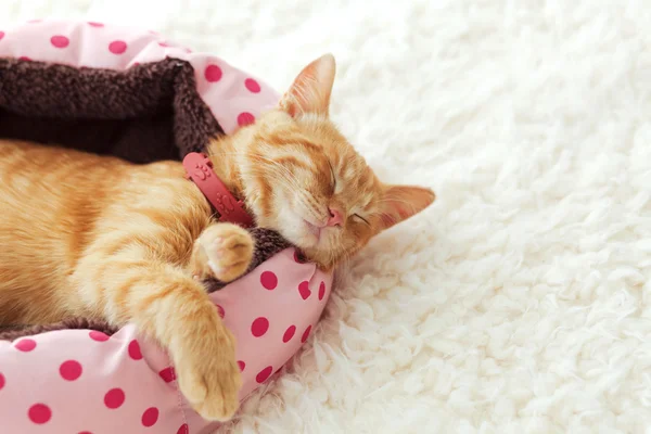 Kattunge sover i sängen — Stockfoto