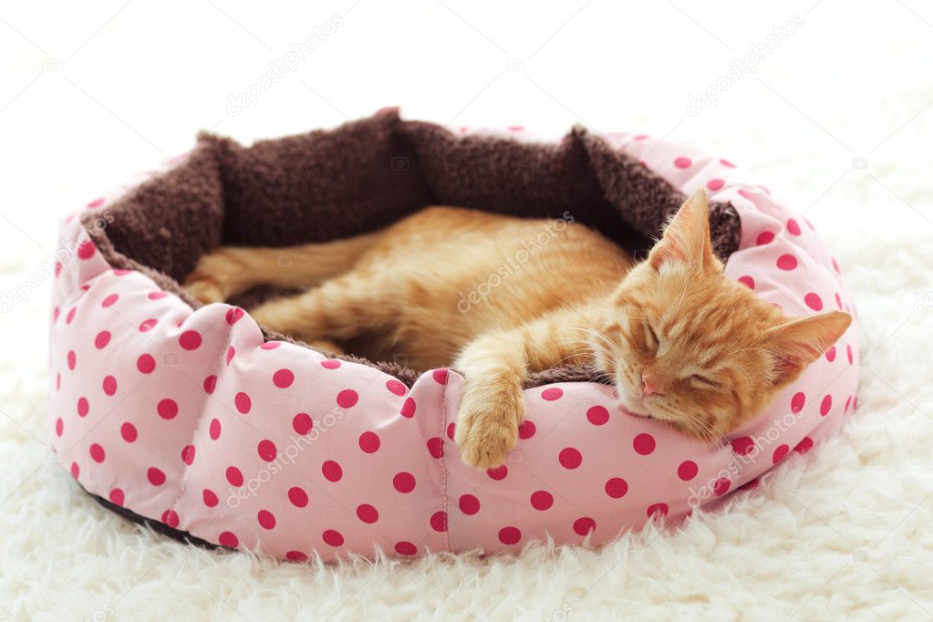 Kitten sleeping in the bed