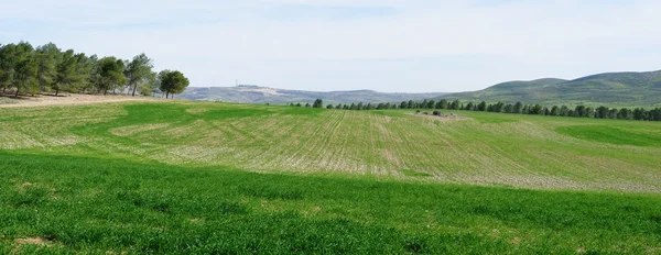 Blick auf grüne Wiesen und Felder im Frühling — Stockfoto