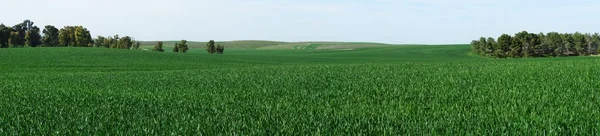 Panorama de prados verdes na primavera — Fotografia de Stock