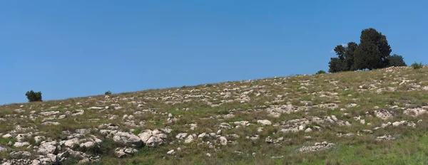 Pequeno grupo de árvores da colina — Fotografia de Stock