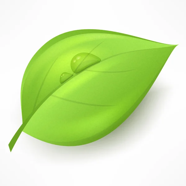 Feuille verte avec goutte d'eau — Image vectorielle