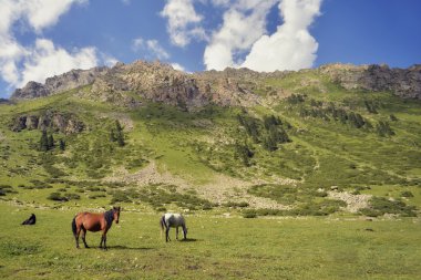 Kırgızistan vadisinde otlayan atlar