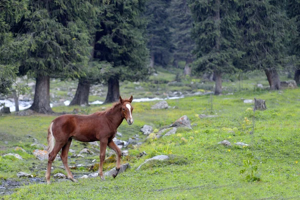 Pâturage de chevaux dans une vallée au Kirghizistan — Photo