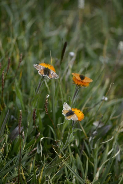 Three butterfly sitting on flowers — Stock Photo, Image