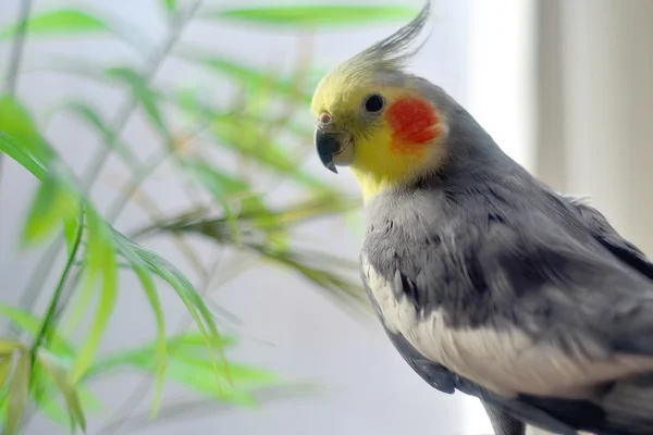 Parrot behind window — Stock Photo, Image