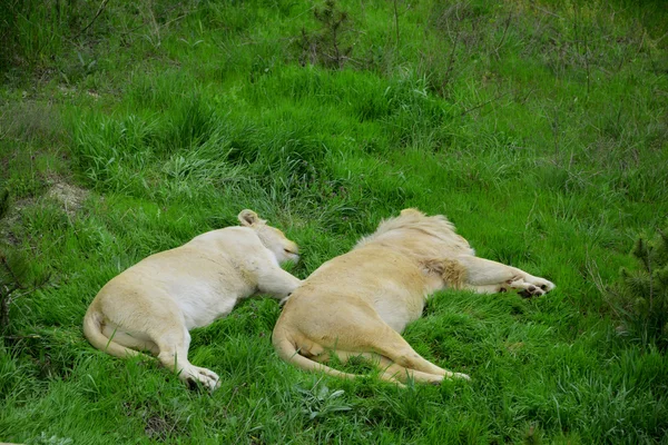 Deux lionnes dormant dans l'herbe — Photo