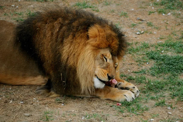 Lion eats the meat — Stock Photo, Image