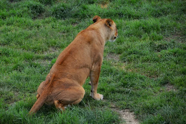 Lioness emptied onto the grass — Stock Photo, Image