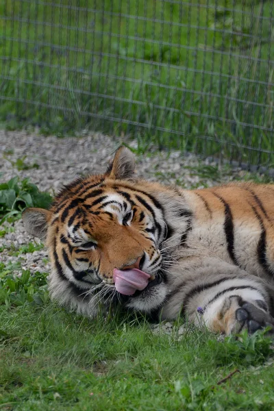 Tiger licks — Stock Photo, Image