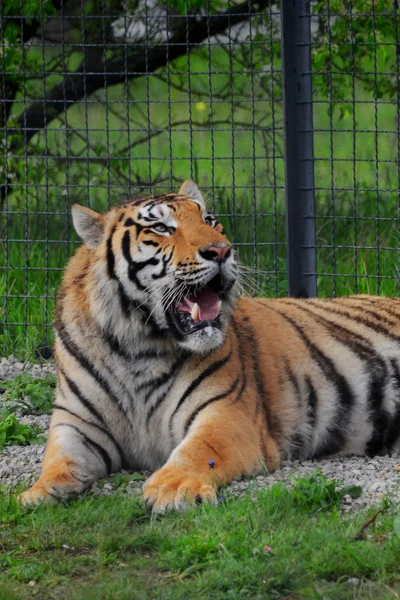Tiger lying down and yawning — Stock Photo, Image