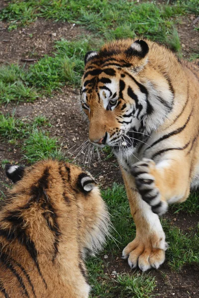 Two tigers play — Stock Photo, Image