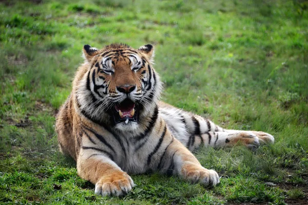 Resting tiger lying on green grass — Stock Photo, Image