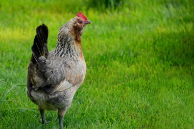 Dolaşım üzerinde tavuk