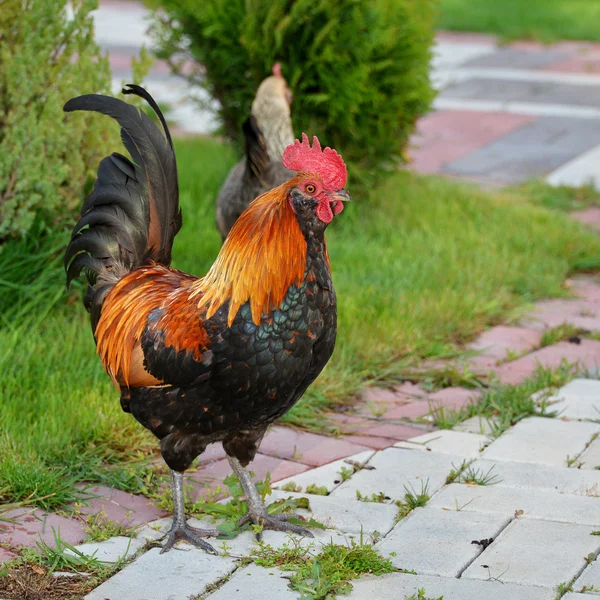 Haan betreffende roaming Stockafbeelding