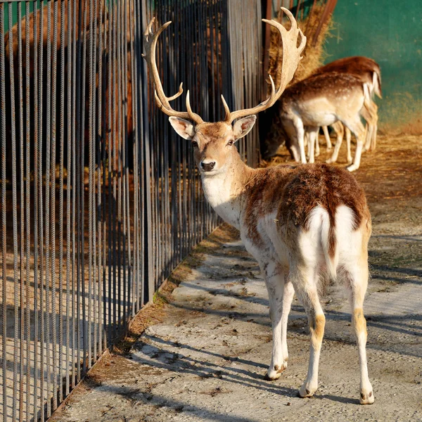 Veados no zoológico — Fotografia de Stock