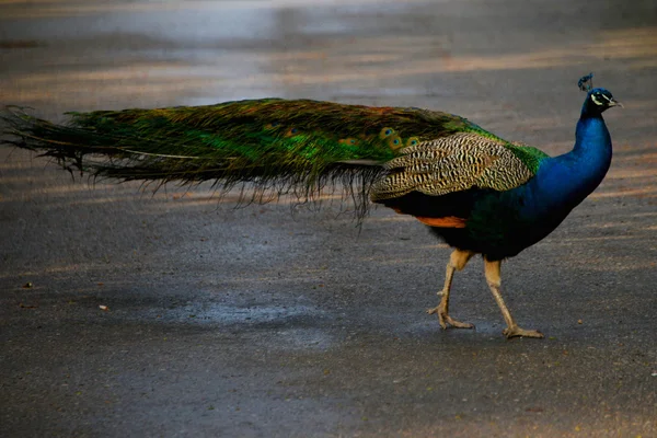 Peacock crosses the street — Stock Photo, Image