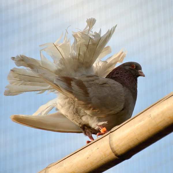 Dove exotic breed — Stock Photo, Image