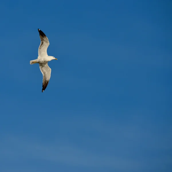 Seagull met verspreiding vleugels vliegen tegen de blauwe hemel — Stockfoto