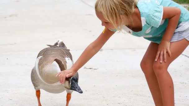 A child tries to pet a goose — Stock Video