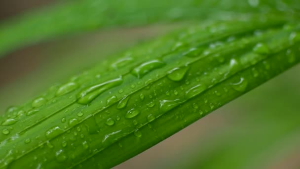 Gotas de lluvia sobre una hoja verde. Día tropical — Vídeo de stock