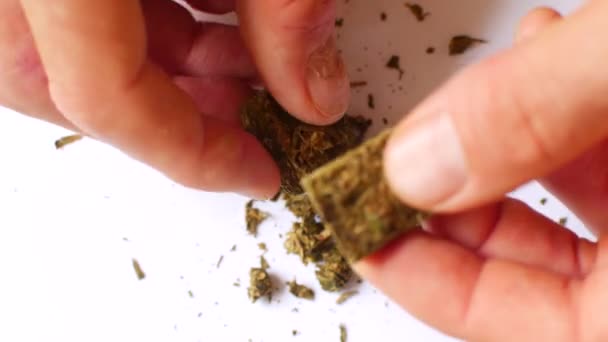Hampan är skuren med sax. Förbereda cannabis för konsumtion — Stockvideo