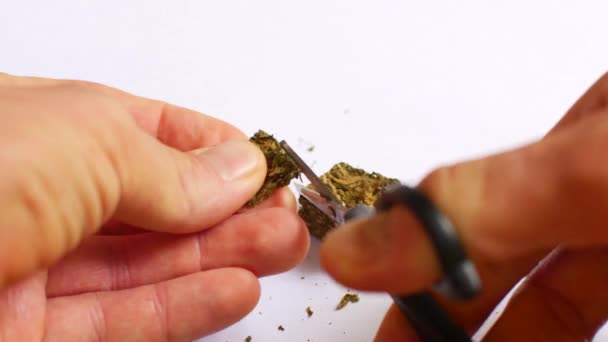 De hennep is gesneden met een schaar. Cannabisbereiding voor consumptie — Stockvideo