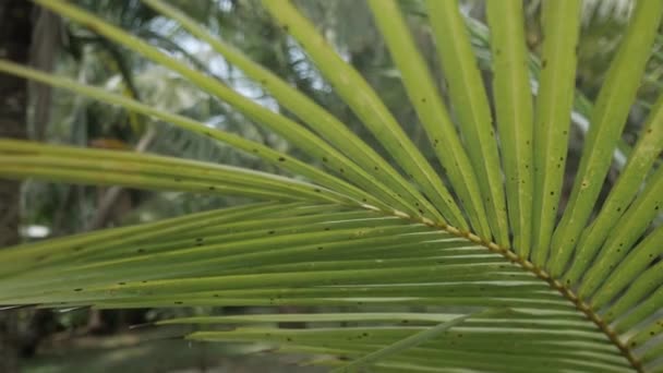 Blad från ett kokosnötsträd. Tropisk djungel — Stockvideo