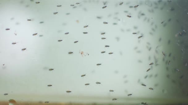 Un sacco di zanzare sotto il vetro. Lampada stradale ai tropici — Video Stock