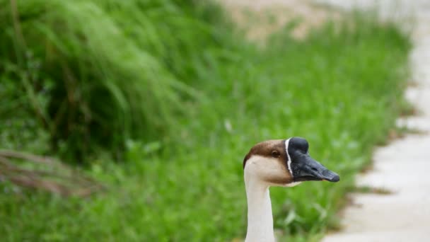 Eine graue Gans aus nächster Nähe — Stockvideo