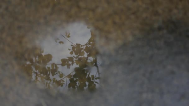 Chuva tropical na Tailândia, reflexo de folhas em poças — Vídeo de Stock
