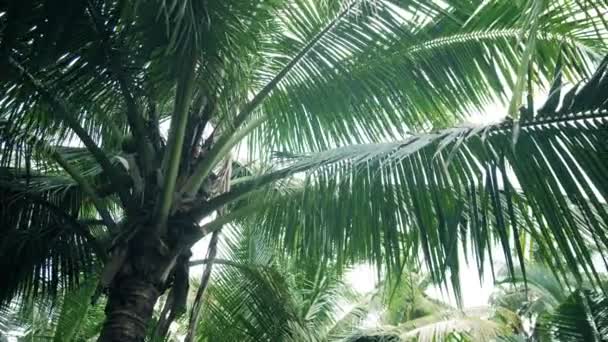 Leaves of a coconut tree. Tropical jungle — Stock Video