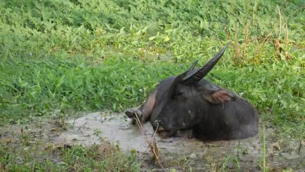 Tajski byk pływający na łące — Wideo stockowe