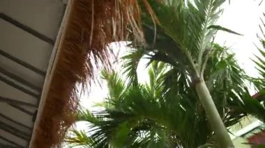 Palmiyeler, gökyüzü, tatil köyünün sazdan çatısı