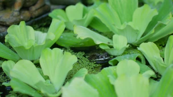 Una rana en plantas acuáticas se esconde bajo el agua asustada — Vídeos de Stock
