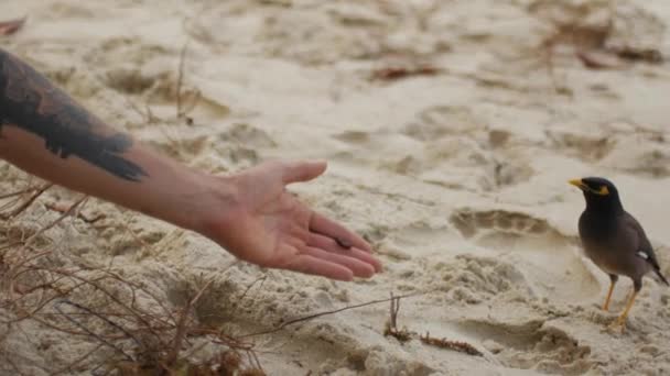 Alimentar a un pájaro salvaje con granos de manos en la playa — Vídeos de Stock