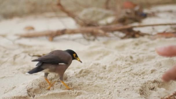 Voeren van een wilde vogel met korrels van handen op het strand — Stockvideo