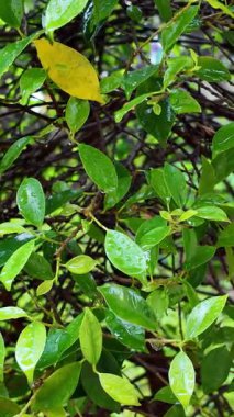Rahatlatıcı, yakın plan bir çekim tamamen çalılıktaki canlı yeşil yapraklara odaklanır, bir duştan sonra taze yağmur damlalarıyla parlar. Kamera ince ve nazik bir hareket yapar. Huzur yaratır ve...