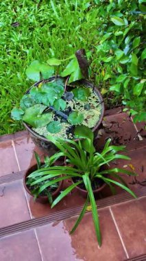 Yeşil saksı bitkilerinin düzgünce düzenlendiği, yeni yağan yağmurdan sonra görünür bir şekilde ıslak ve parıltılı, sakin ve ayrıntılı bir dış çekim. Sahne tazeliği ve huzuru vurguluyor.