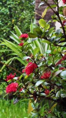 Çarpıcı, yüksek kontrastlı bir çekimde yoğun bir şekilde küçük, canlı kırmızı çiçeklerle kaplı yemyeşil bir çalılık yer alır ve hepsi de bir yağmur duşundan sonra son derece zengin ve taze görünürler. Islak yapraklar ve yapraklar.