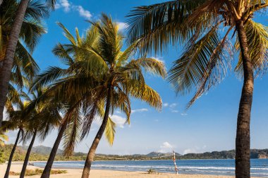 Vahşi Karayip plajı, Kosta Rika