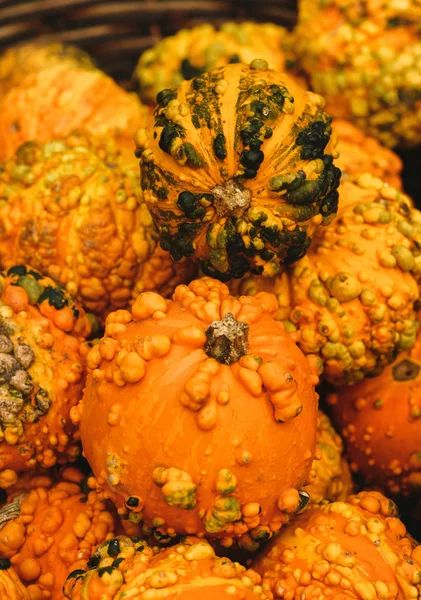 Renkli balkabağı. Halloween kabaklar — Stok fotoğraf