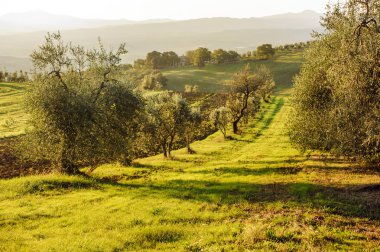 Toscany peyzaj İtalya