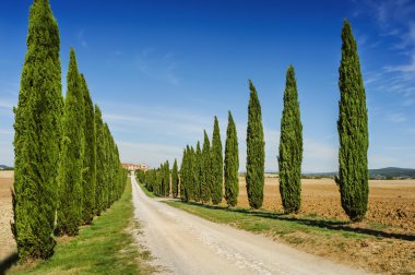 Tuscany yol ile servi ağaçları, İtalya