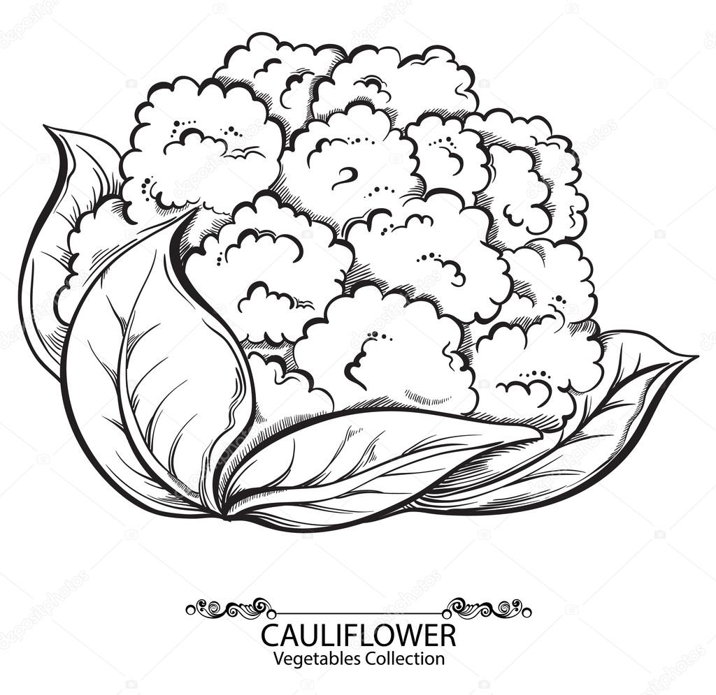 Cauliflower. Vector hand drawn vegetables isolated on white background