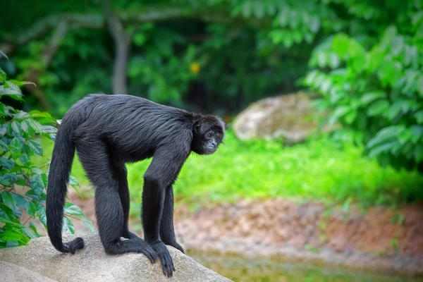 Macaco-aranha selvagem — Fotografia de Stock