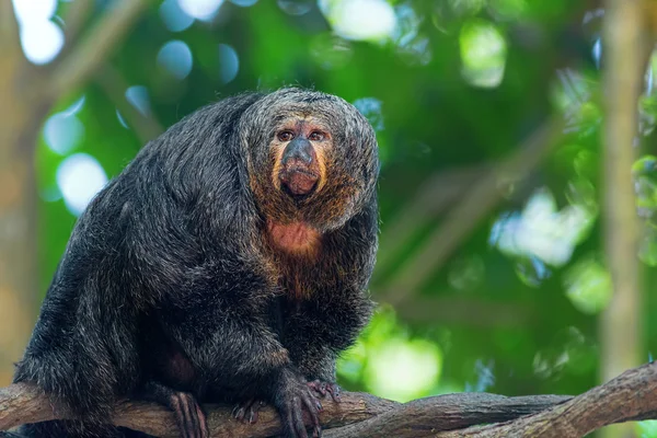 Saki Monkey portrét — Stock fotografie