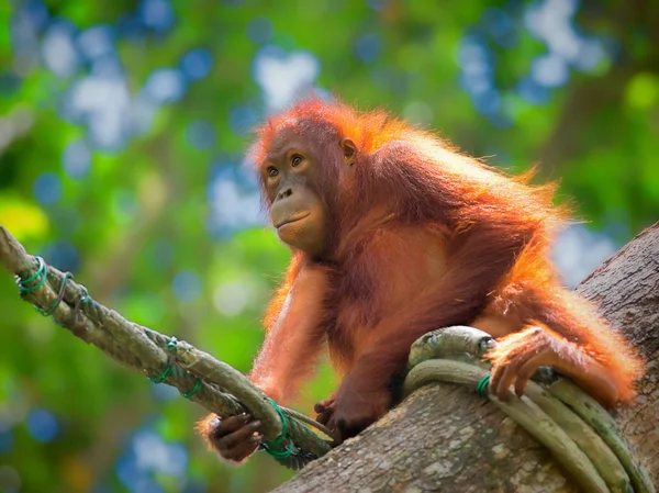 Orang-outan sauvage de Bornéo — Photo