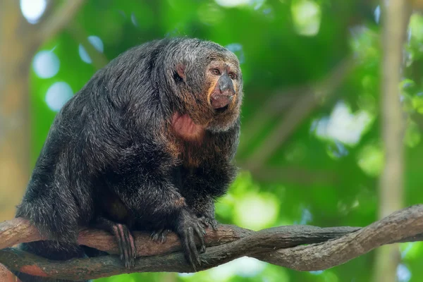 Retrato de macaco Saki — Fotografia de Stock